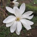 Magnolia stellata