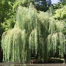 Salix babylonica