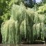 Salix babylonica