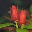 Calycanthus floridus