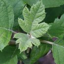 Tiarella cordifolia