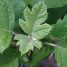 Tiarella cordifolia