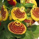 Calceolaria × herbeohybrida
