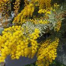 Acacia baileyana