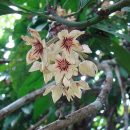 Cola acuminata