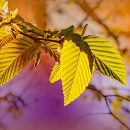 Corylus avellana