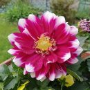 Dahlia pinnata