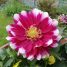Dahlia pinnata