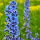 Delphinium elatum