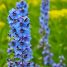 Delphinium elatum
