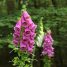 Digitalis purpurea