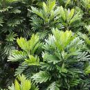Filicium decipiens