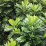 Filicium decipiens