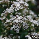 Gypsophila paniculata