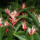 Heliconia angusta