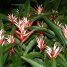 Heliconia angusta