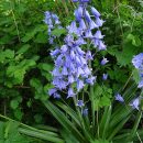 Hyacinthoides non-scripta