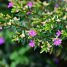 Cuphea hyssopifolia