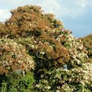 Cordia alliodora