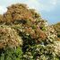 Cordia alliodora
