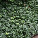 Pachysandra terminalis “Green Carpet”