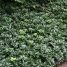 Pachysandra terminalis “Green Carpet”