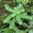 Phyllanthus niruri