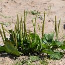 Plantago major