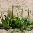 Plantago major