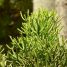 Euphorbia tirucalli