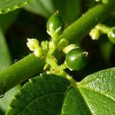 Trema micrantha