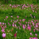 Curcuma alismatifolia
