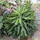 Cordyline fruticosa “Glauca”