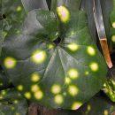 Farfugium japonicum “Aureo-maculata”
