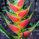 Heliconia wagneriana