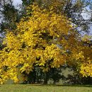 Juglans regia