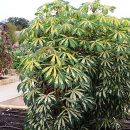 Manihot esculenta “Variegata”