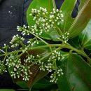 Miconia cinnamomifolia