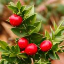 Ruscus aculeatus