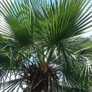 Trithrinax brasiliensis