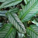 Calathea ornata