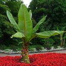 Ensete ventricosum