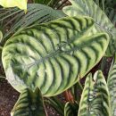 Alocasia cuprea