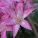 Amaryllis belladonna