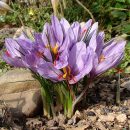 Crocus sativus