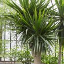 Dracaena arborea