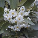 Drimys winteri