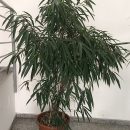 Ficus binnendijkii