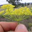Foeniculum vulgare