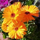Gerbera jamesonii
